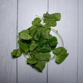 Giloy Leaves -  100 % Natural & Farm Fresh  Herbs